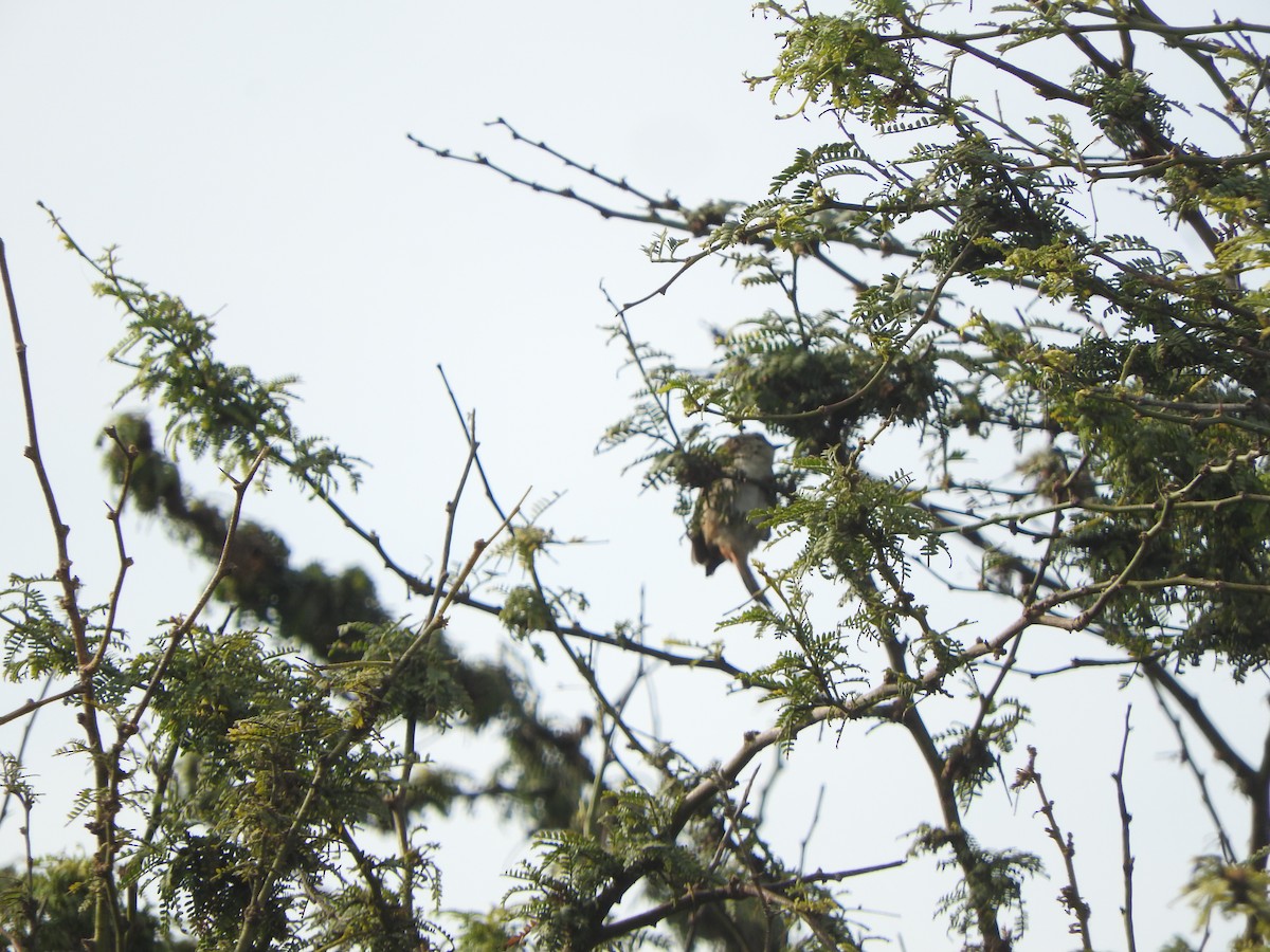 Necklaced Spinetail (La Libertad) - ML644664651