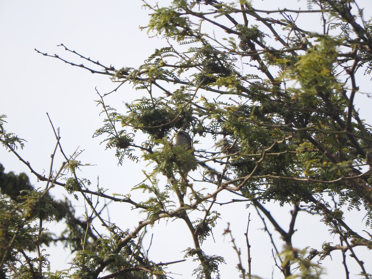 Necklaced Spinetail (La Libertad) - ML644664652
