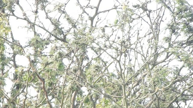 Pijuí Collarejo (forma de la Libertad no descrita) - ML644664654