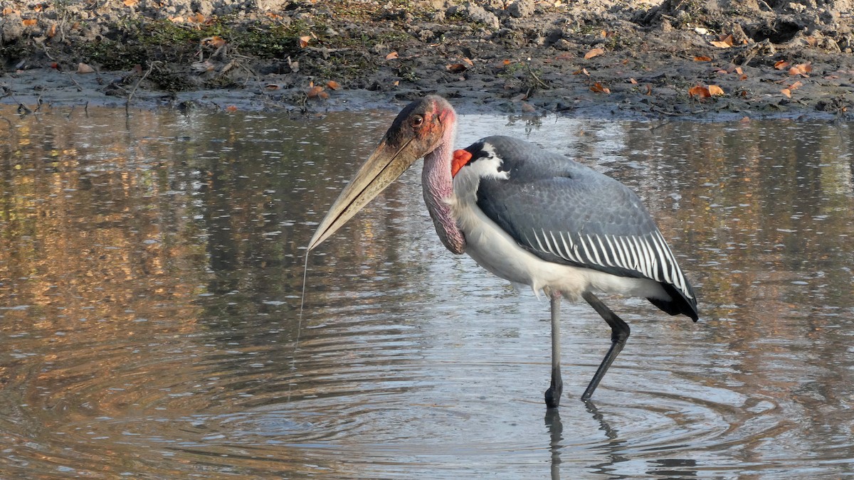 Marabou Stork - ML644664656