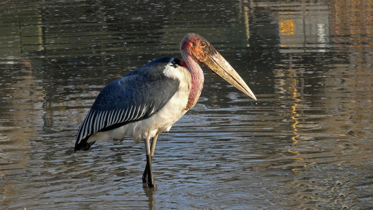 Marabou Stork - ML644664659