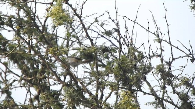 Pijuí Collarejo (forma de la Libertad no descrita) - ML644664660