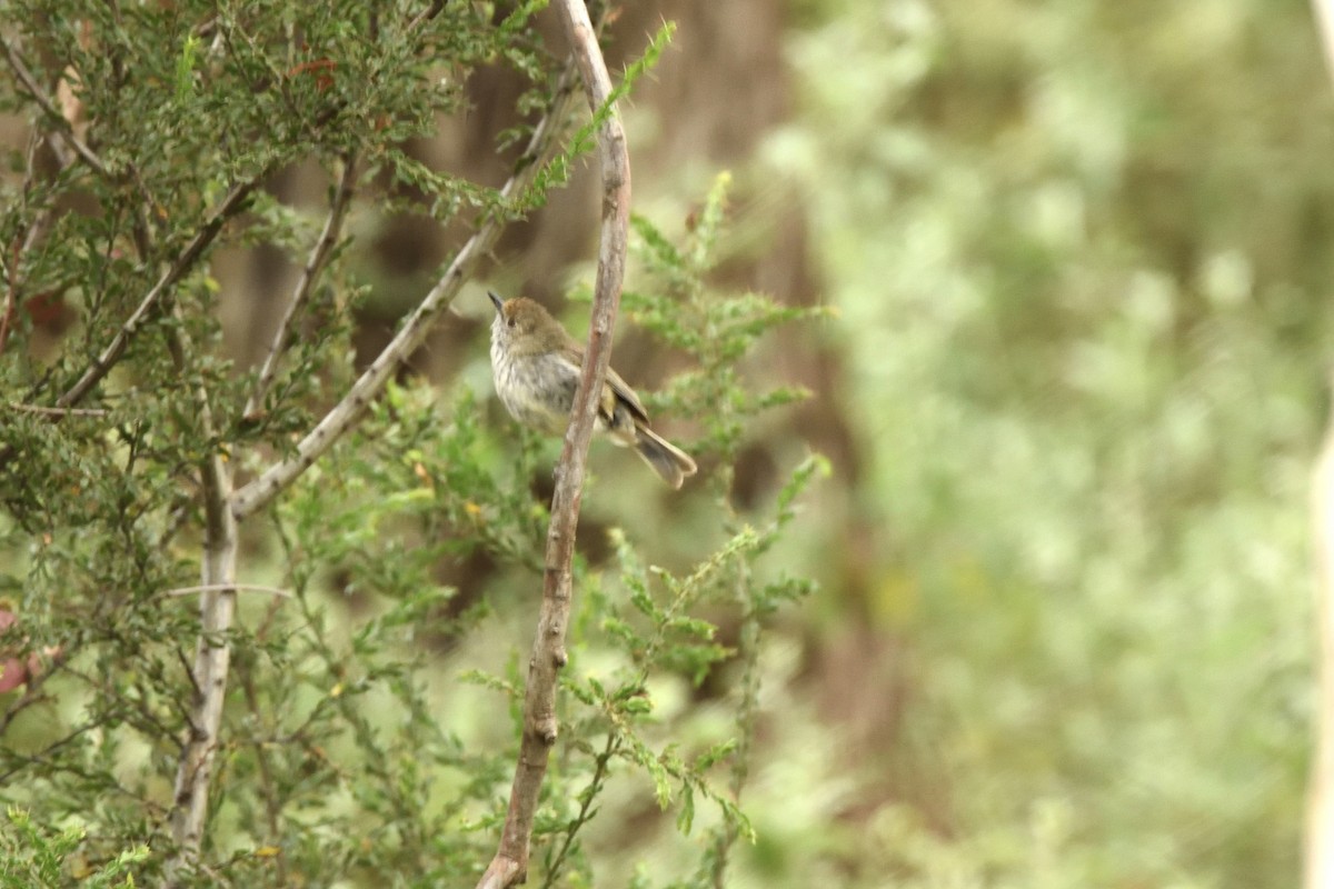Brown Thornbill - ML644664662