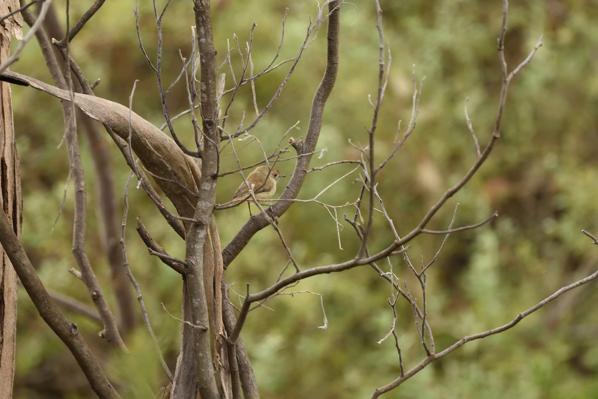Brown Thornbill - ML644664663