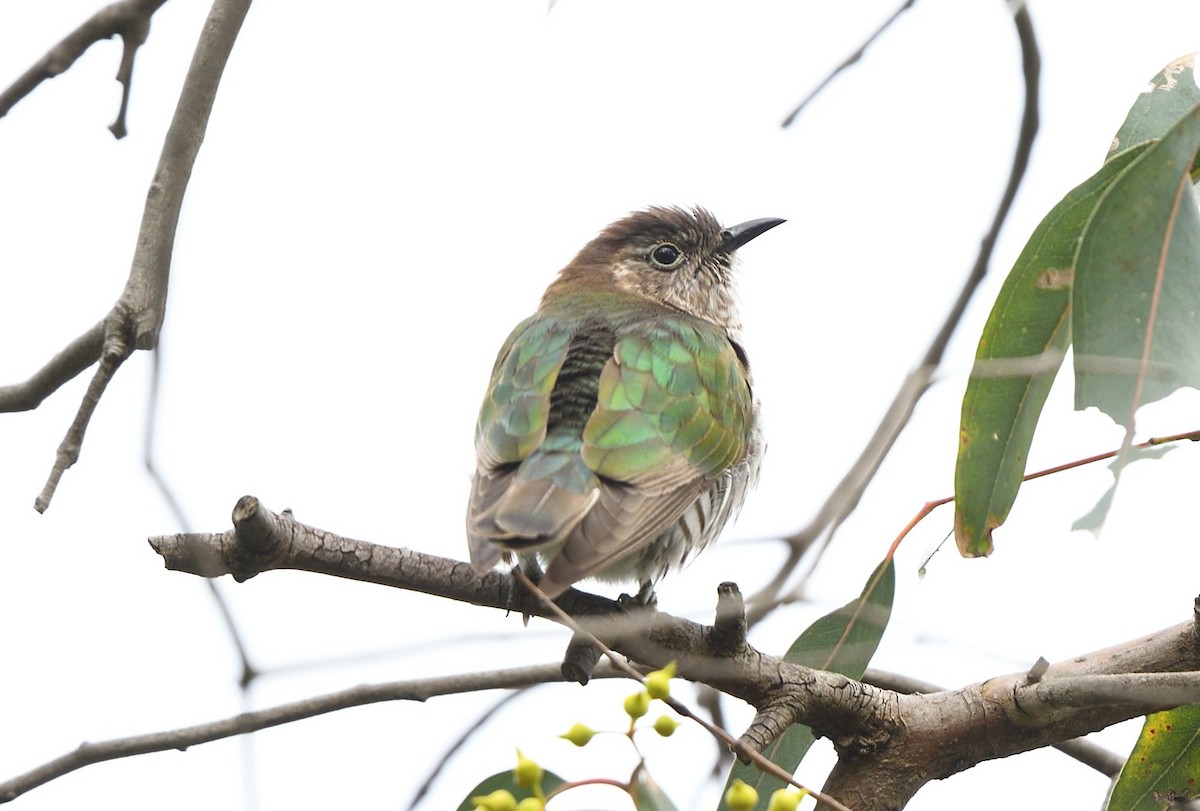 kukačka blýskavá (ssp. plagosus) - ML644664667