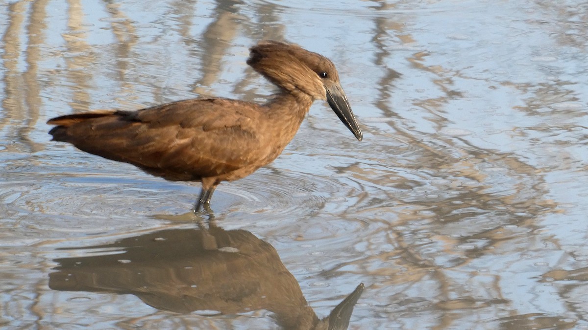 Hamerkop - ML644664668