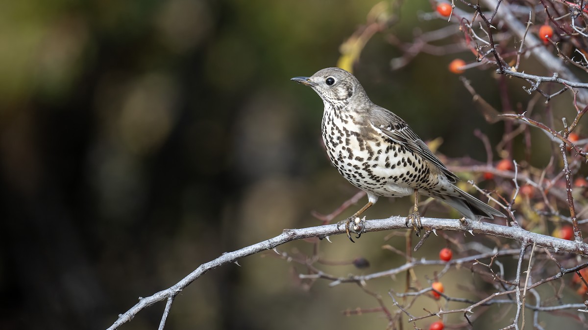 槲鶇 - ML644664669