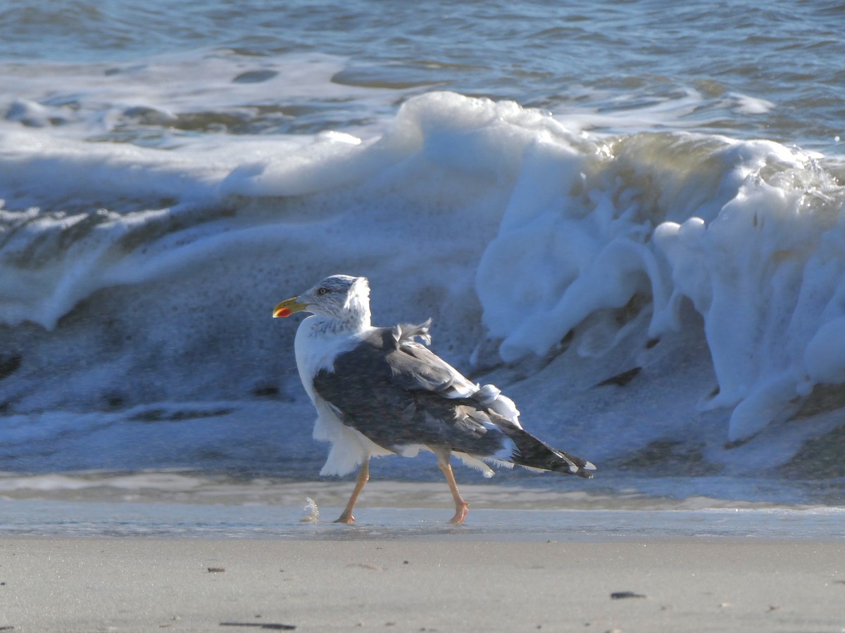 Lesser Black-backed Gull - ML644664671