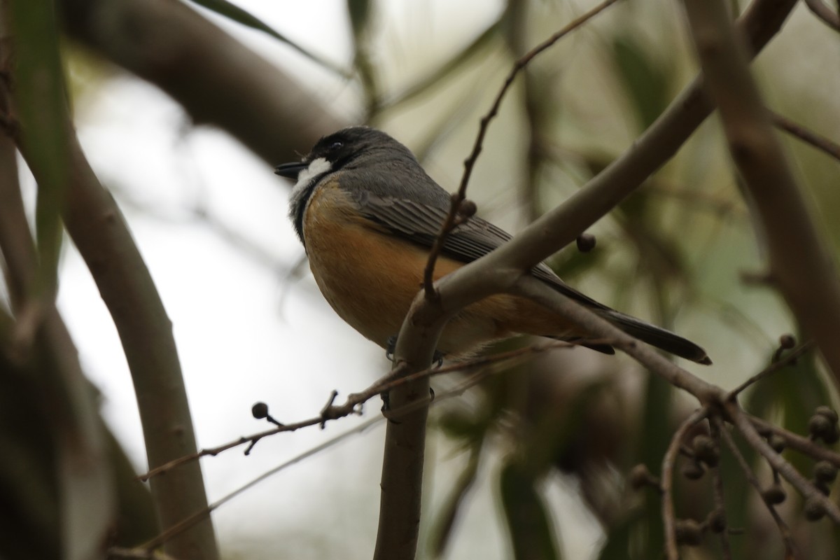 Rufous Whistler - ML644664672