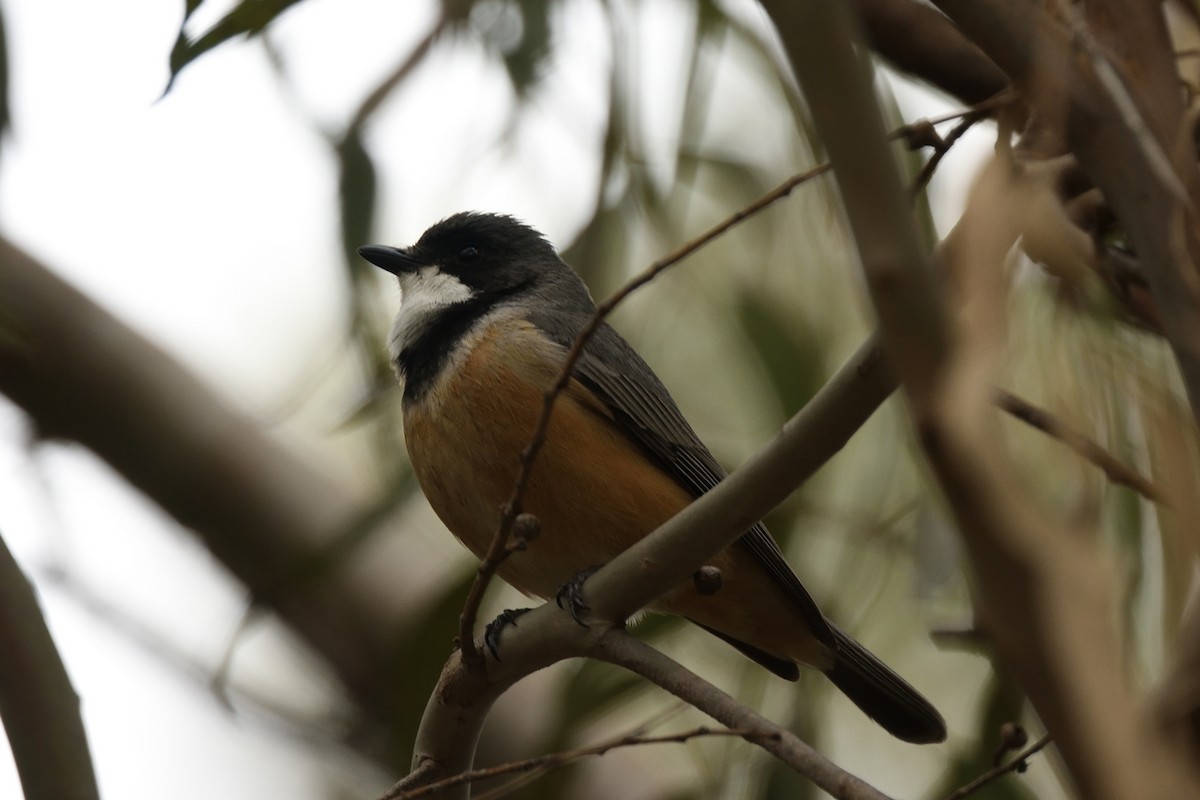 Rufous Whistler - ML644664673