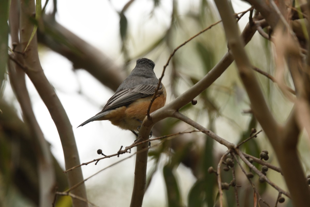 Rufous Whistler - ML644664674