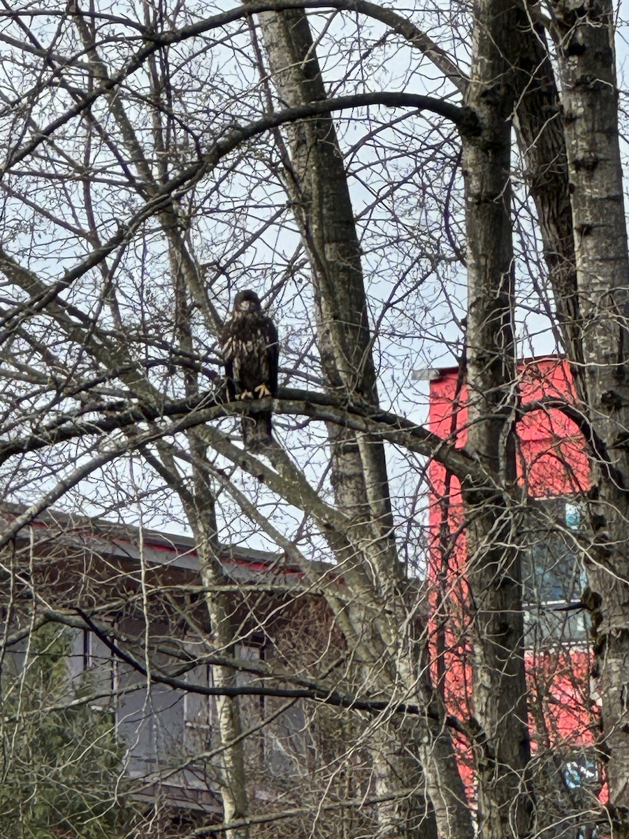 Орлан білоголовий - ML644664675