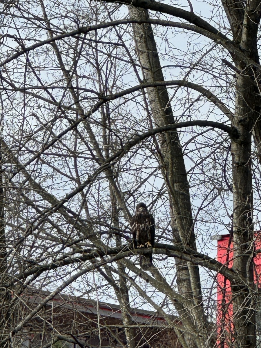 Орлан білоголовий - ML644664676