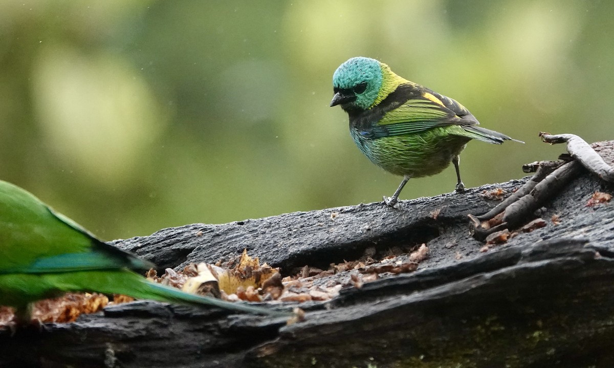 Green-headed Tanager - ML644664677