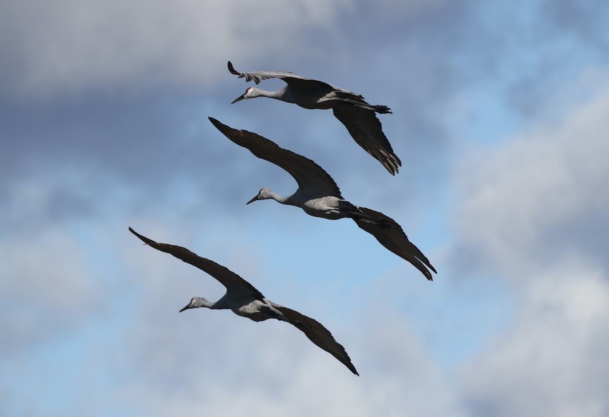 Sandhill Crane - ML644664684