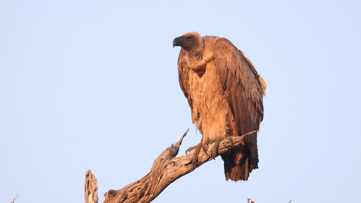 White-backed Vulture - ML644664686