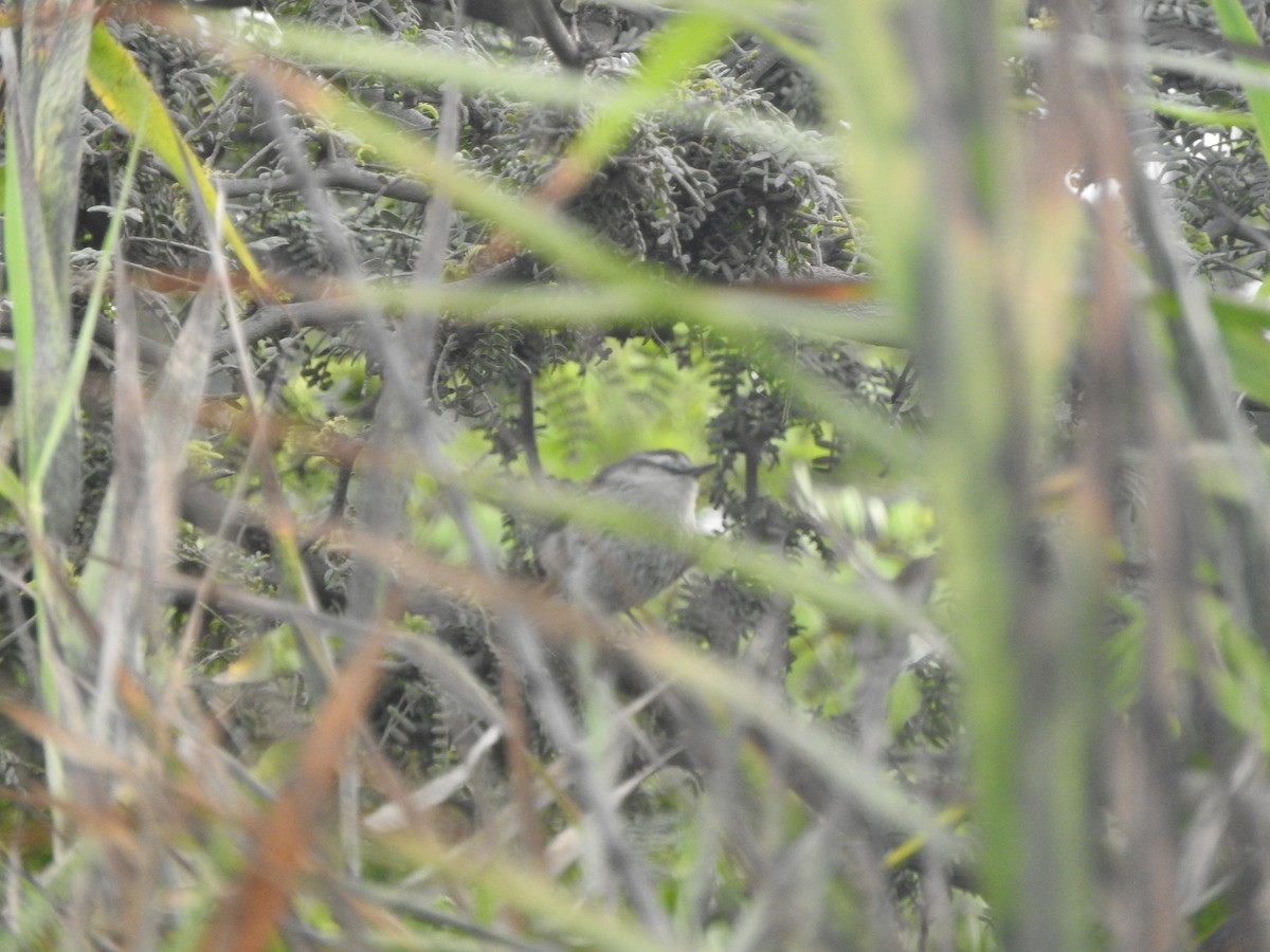 Necklaced Spinetail (La Libertad) - ML644664687