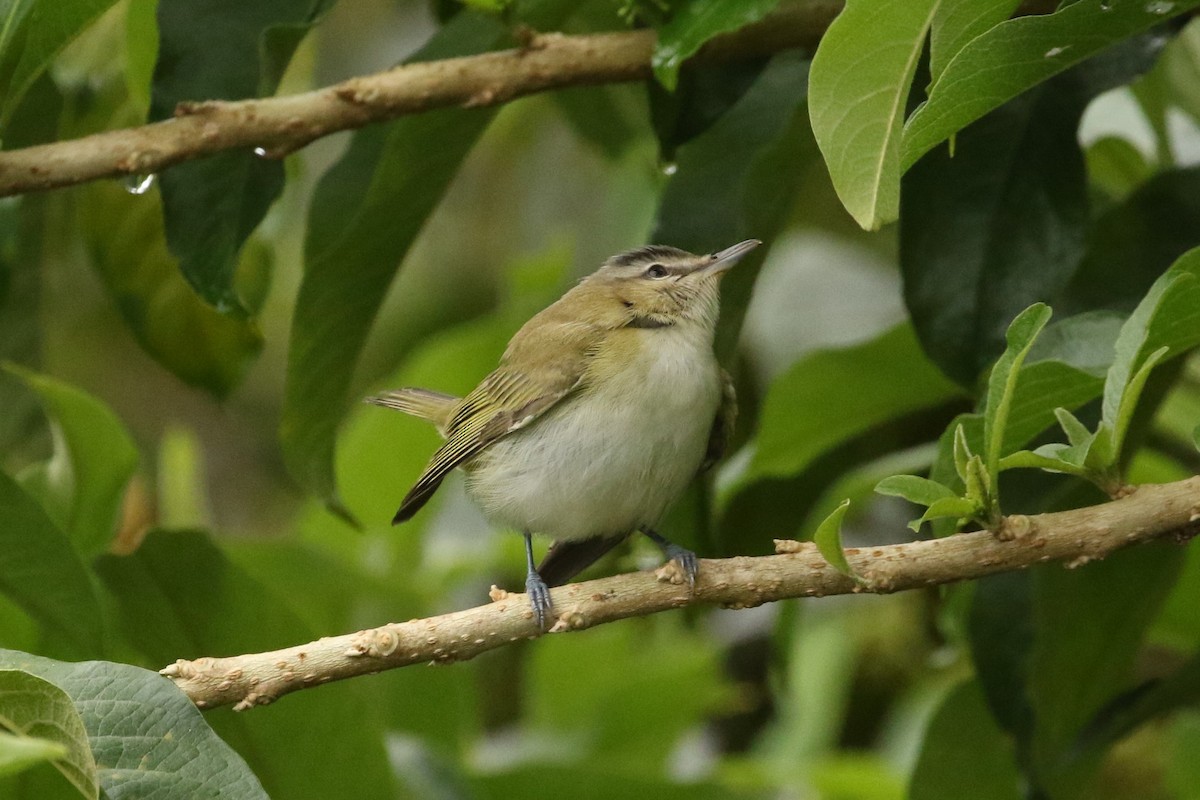 Red-eyed Vireo - ML644664688