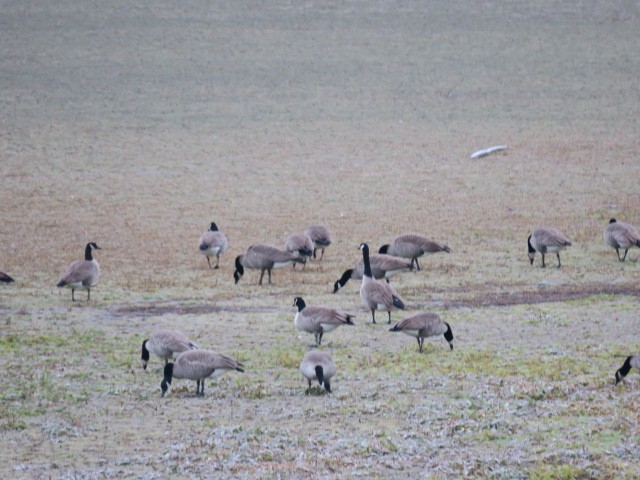 Kanada Kazı - ML644664691