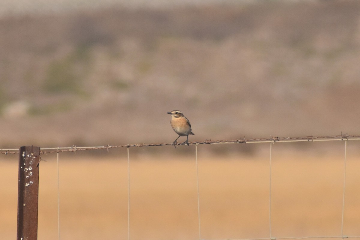 Pitxartxar nabarra - ML644664696
