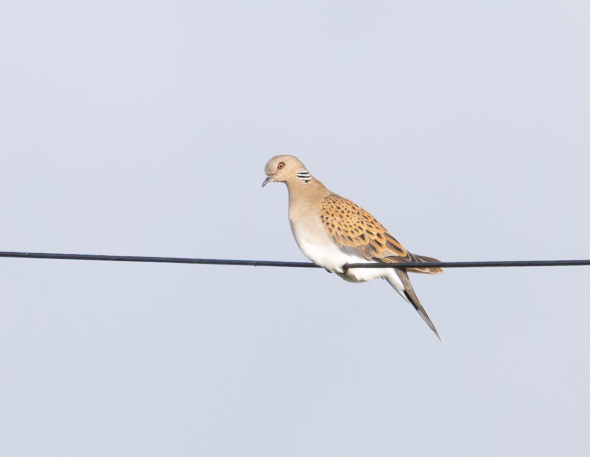 European Turtle-Dove - ML644664697
