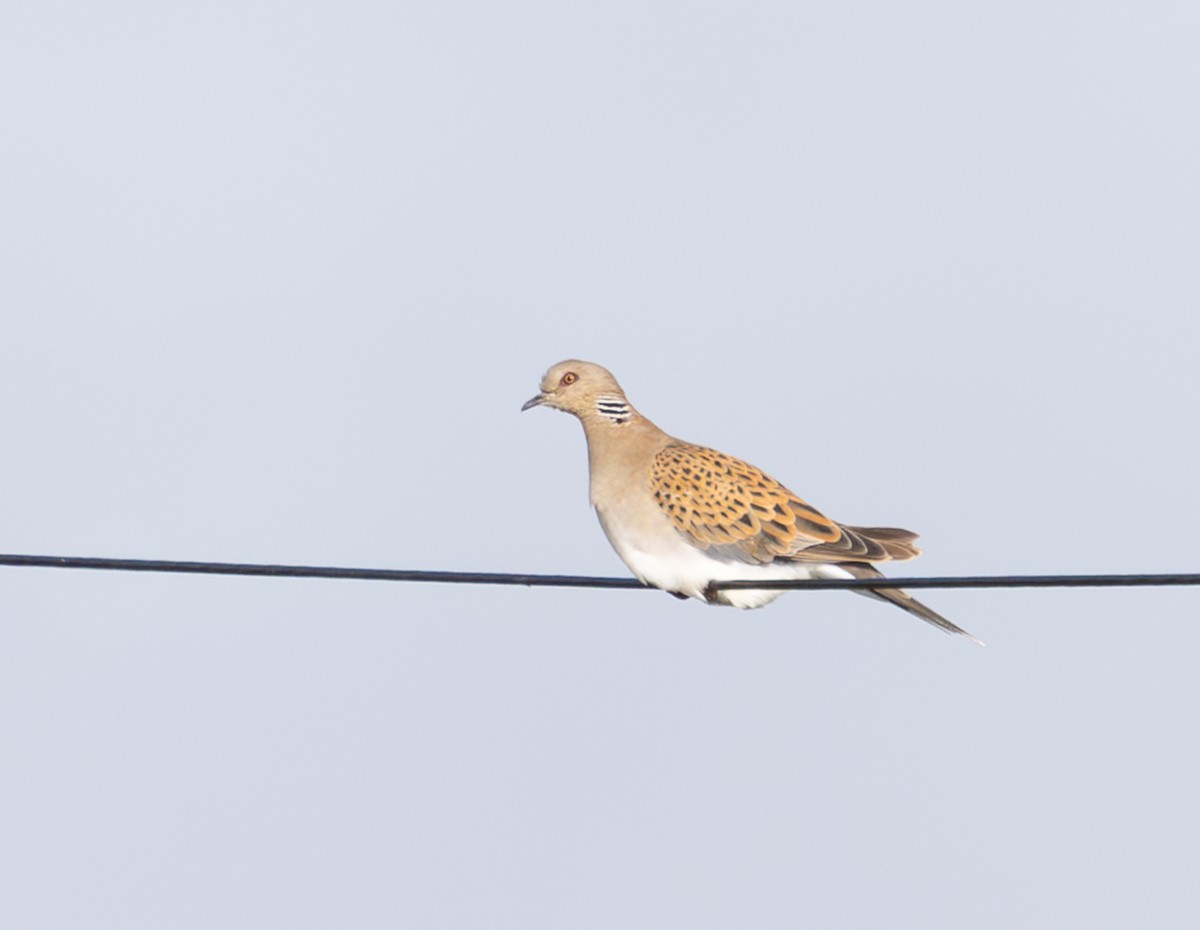 European Turtle-Dove - ML644664698