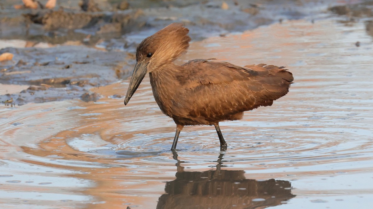 Hamerkop - ML644664699