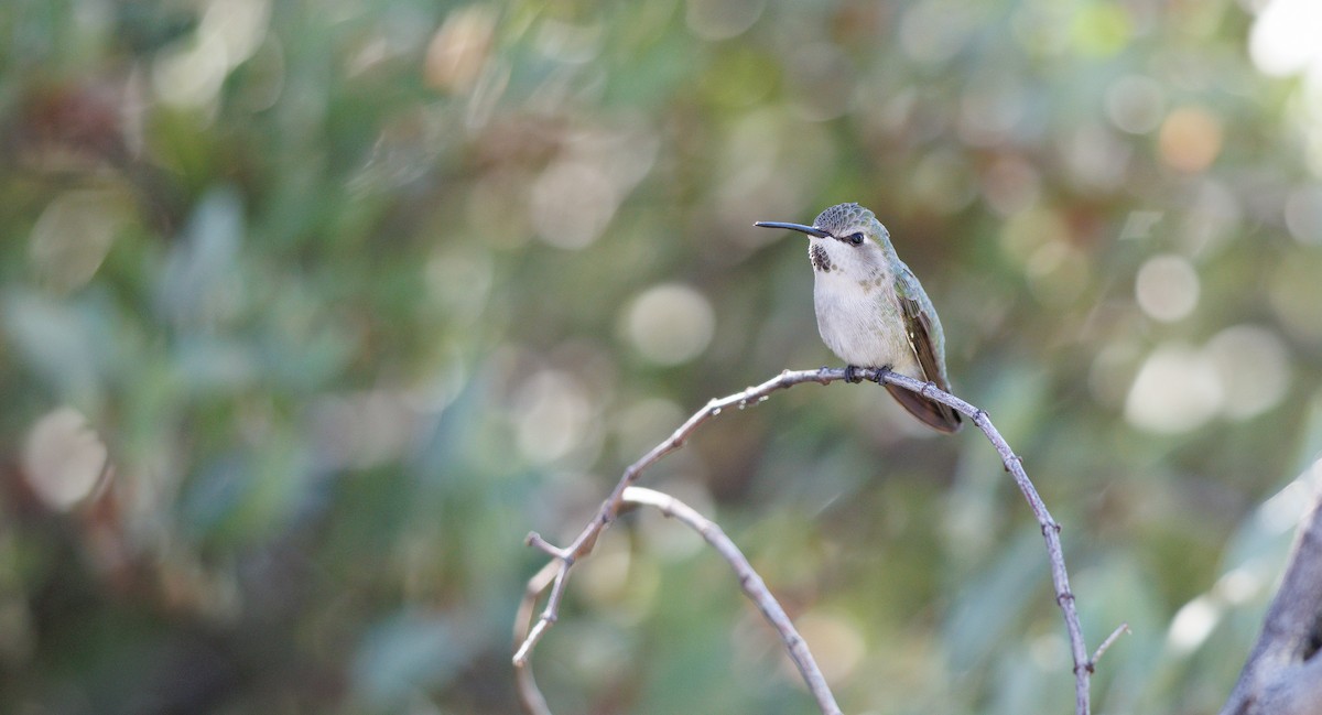 Costa's Hummingbird - ML644664700