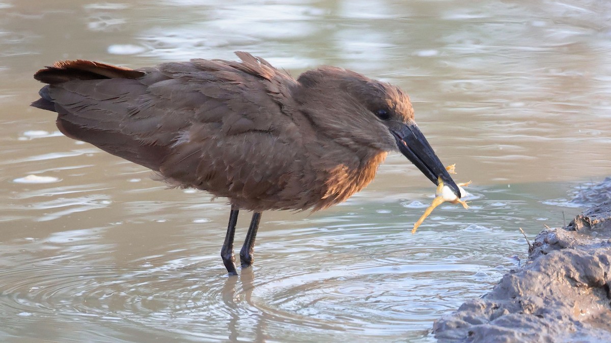 Hamerkop - ML644664702