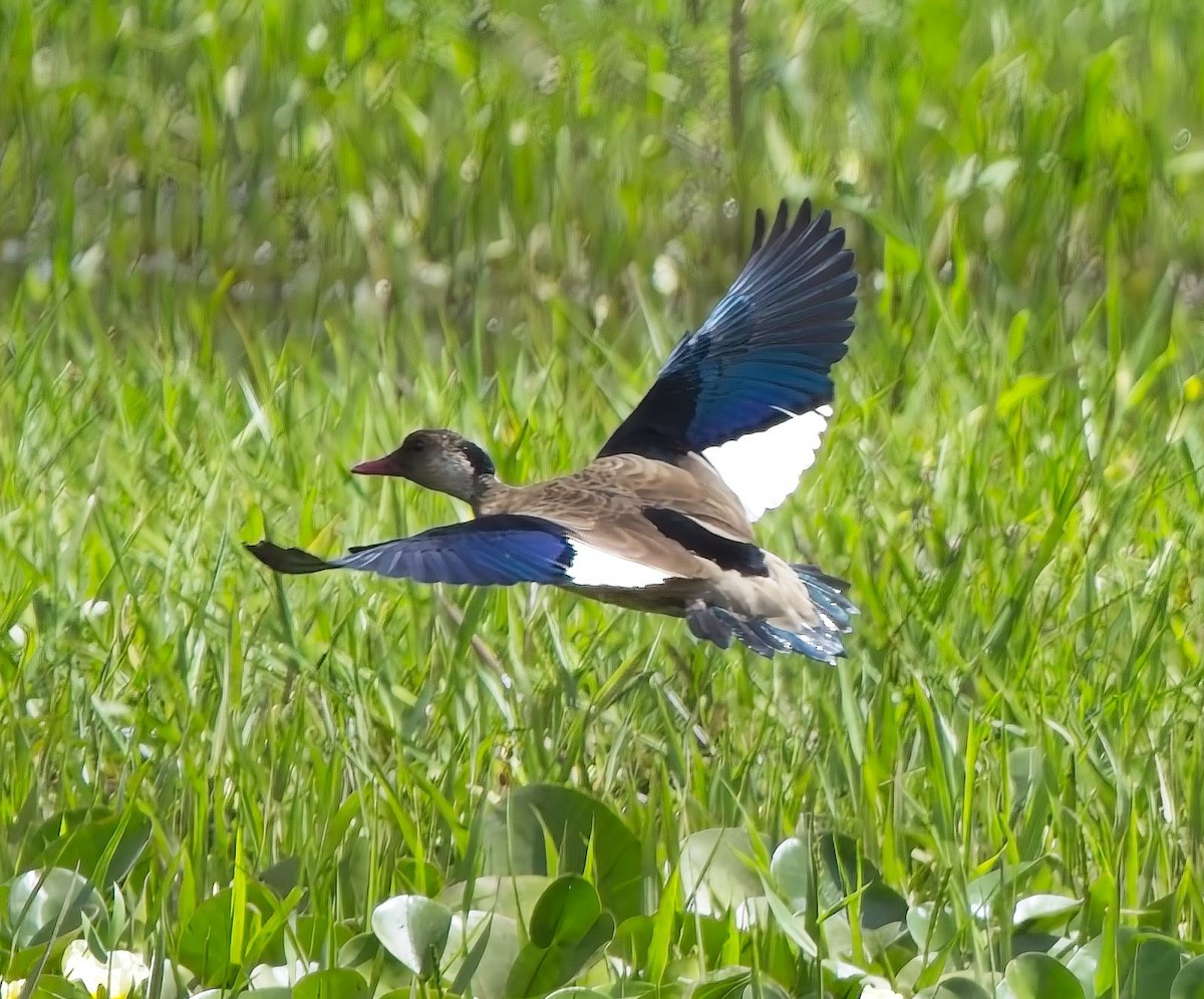 Brazilian Teal - ML644664704