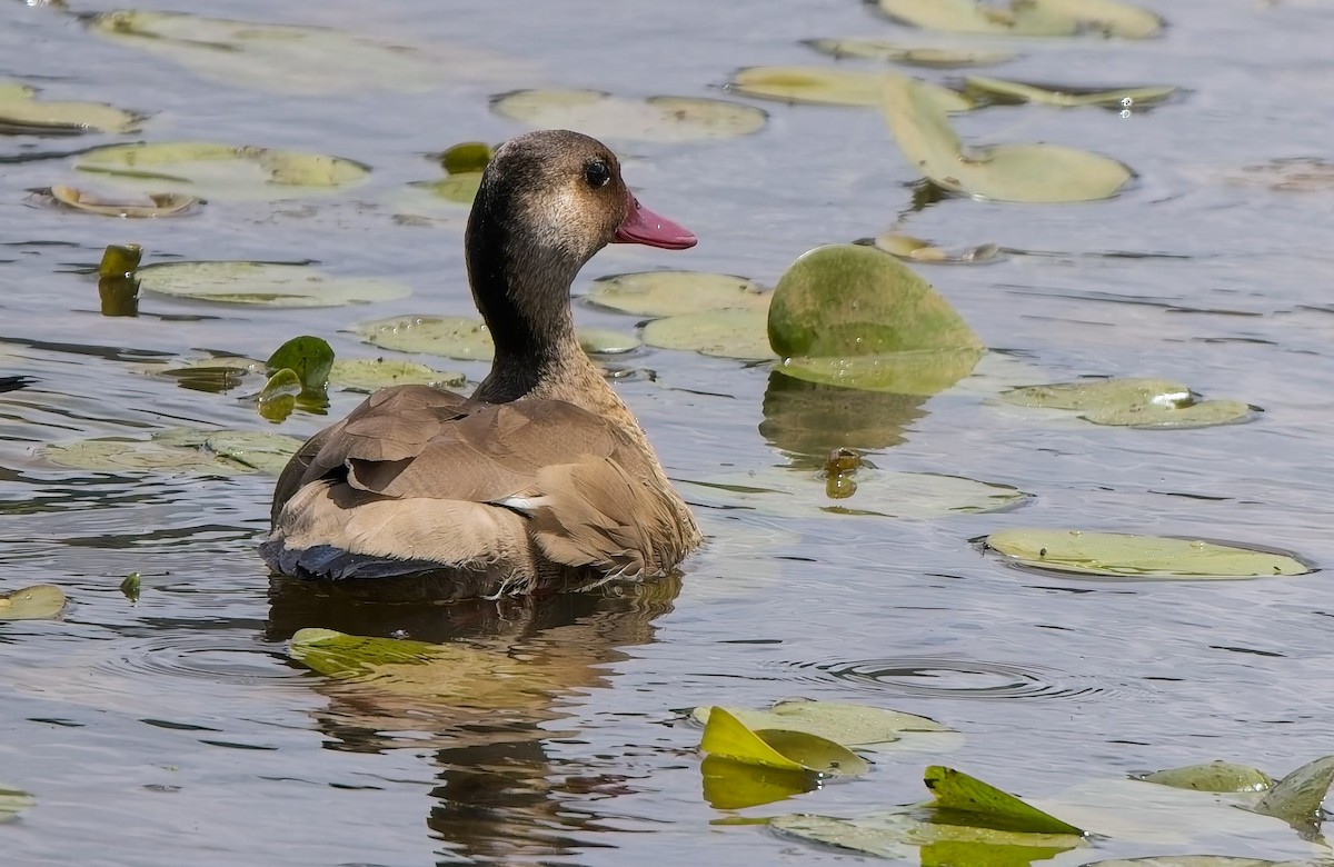 Brazilian Teal - ML644664705