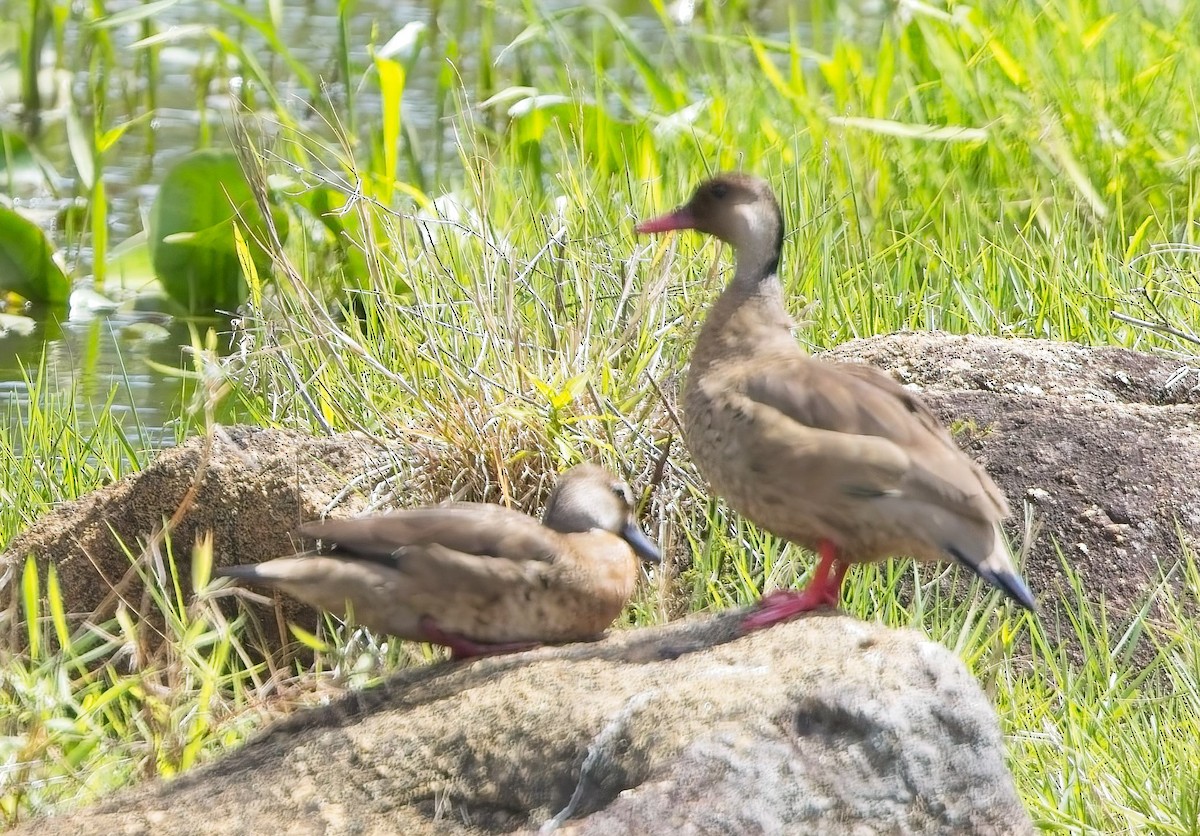 Brazilian Teal - ML644664706