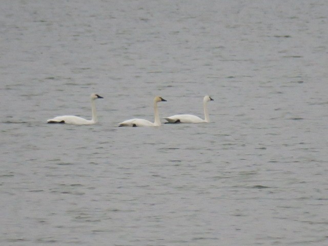 Trumpeter Swan - ML644664707