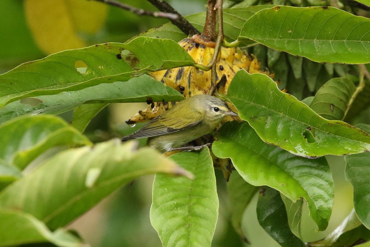 Tennessee Warbler - ML644664708