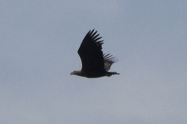 White-tailed Eagle - ML644664709