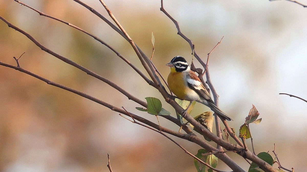 Golden-breasted Bunting - ML644664711
