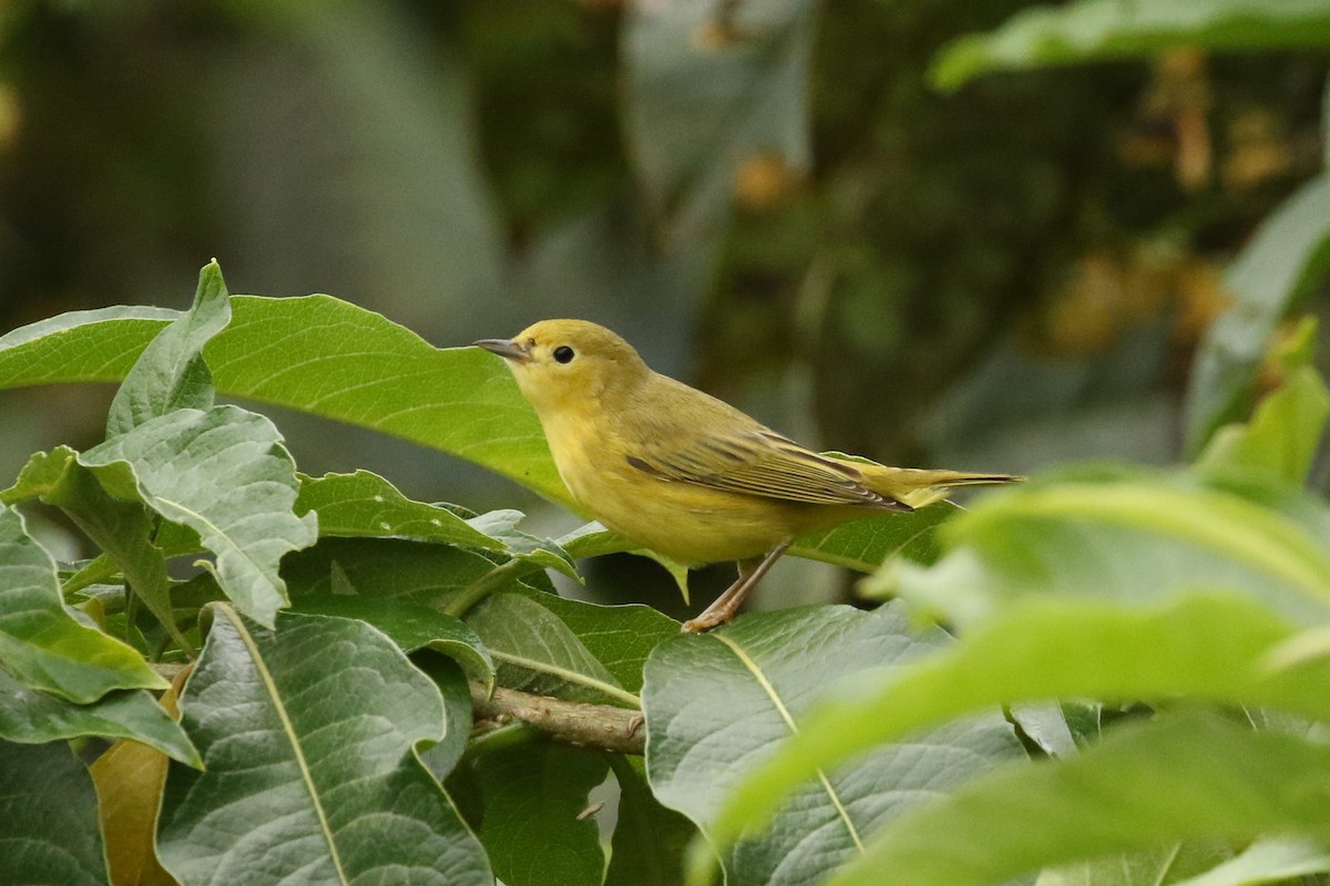 Northern Yellow Warbler - ML644664714