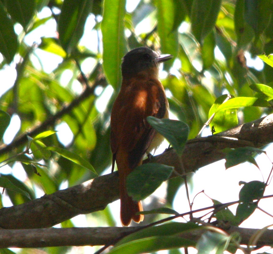 Rufous-tailed Attila - ML644664715