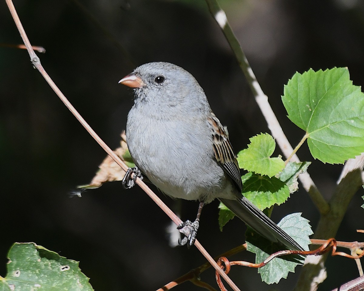 Black-chinned Sparrow - ML644664716