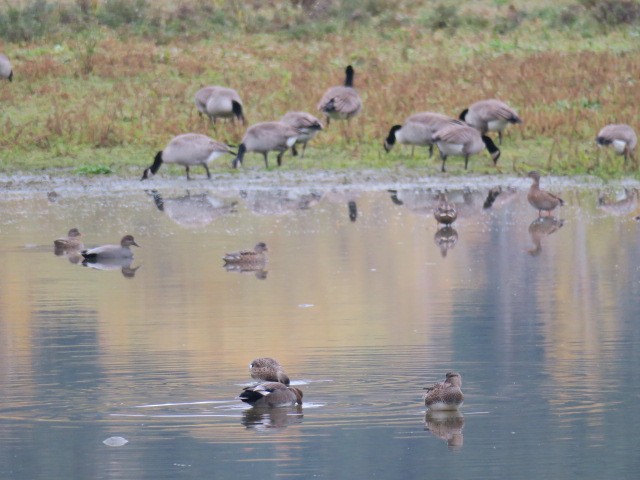 Gadwall - ML644664717
