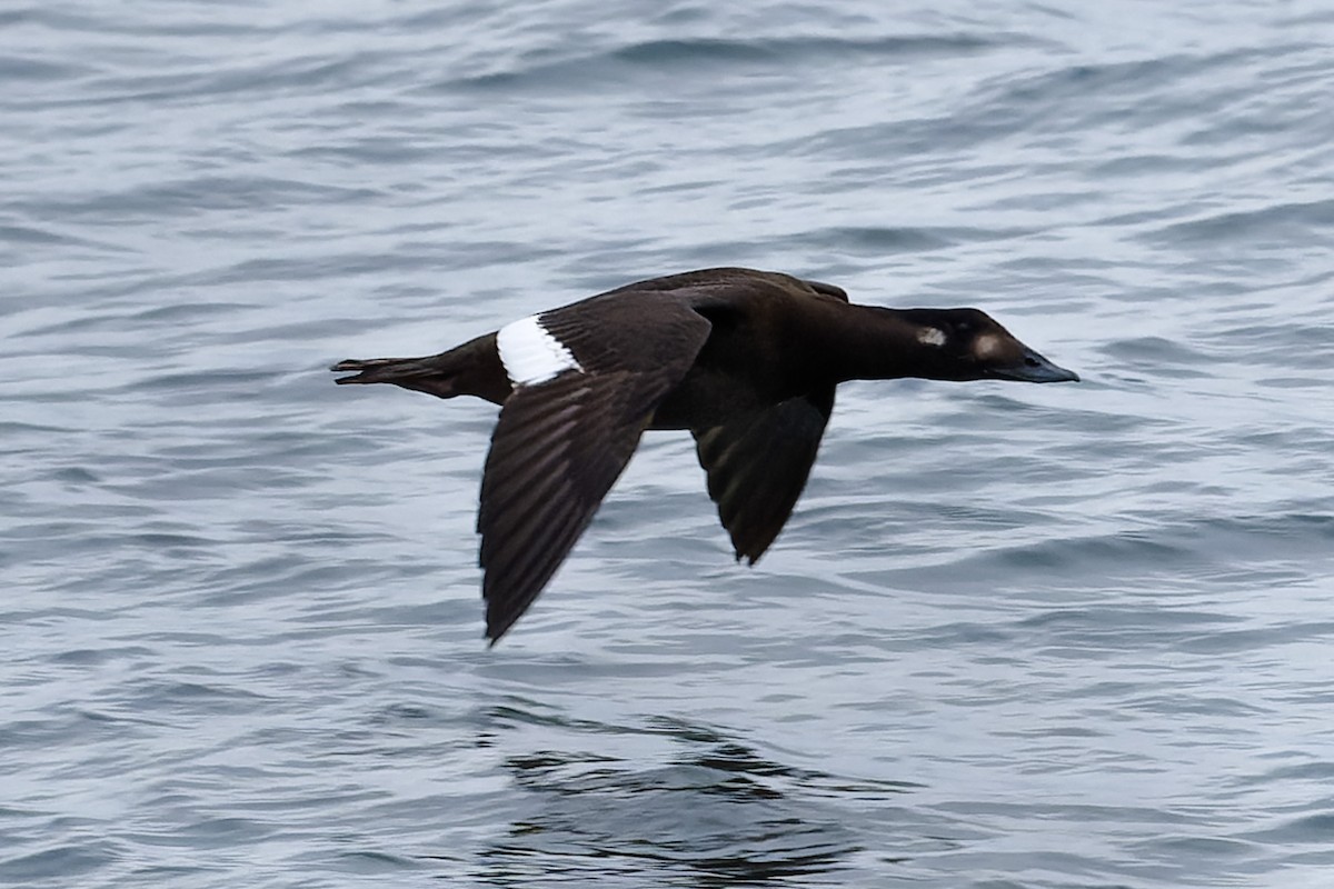 White-winged Scoter - ML644664719