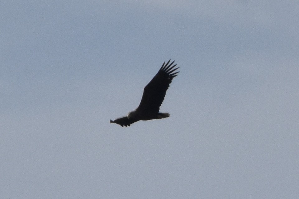 White-tailed Eagle - ML644664720