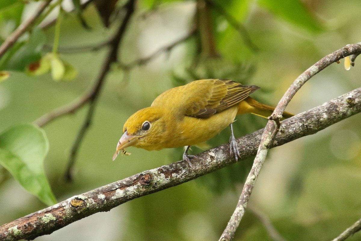 Summer Tanager - ML644664721