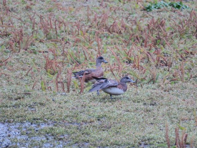 American Wigeon - ML644664722