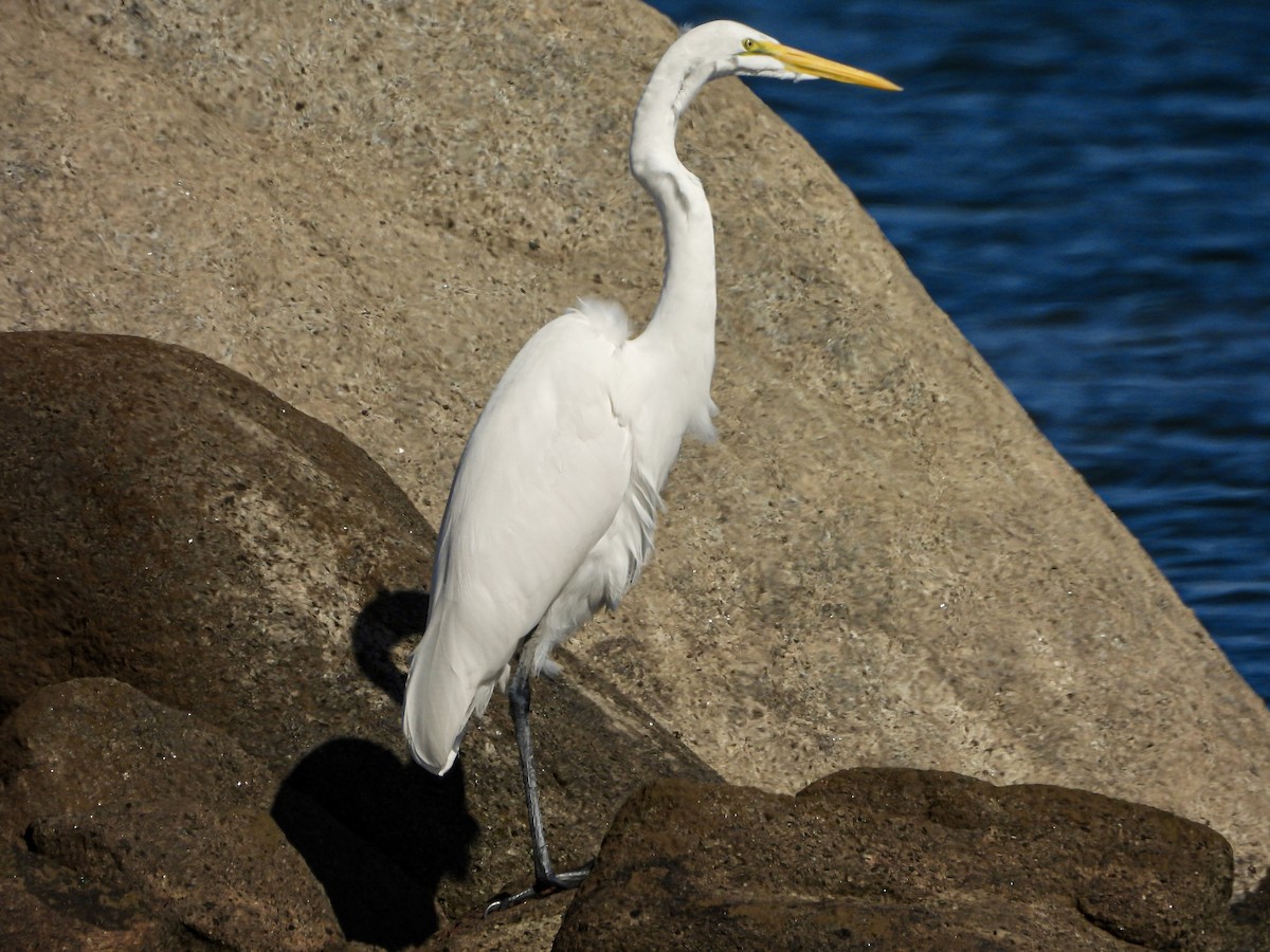 לבנית גדולה - ML644664724