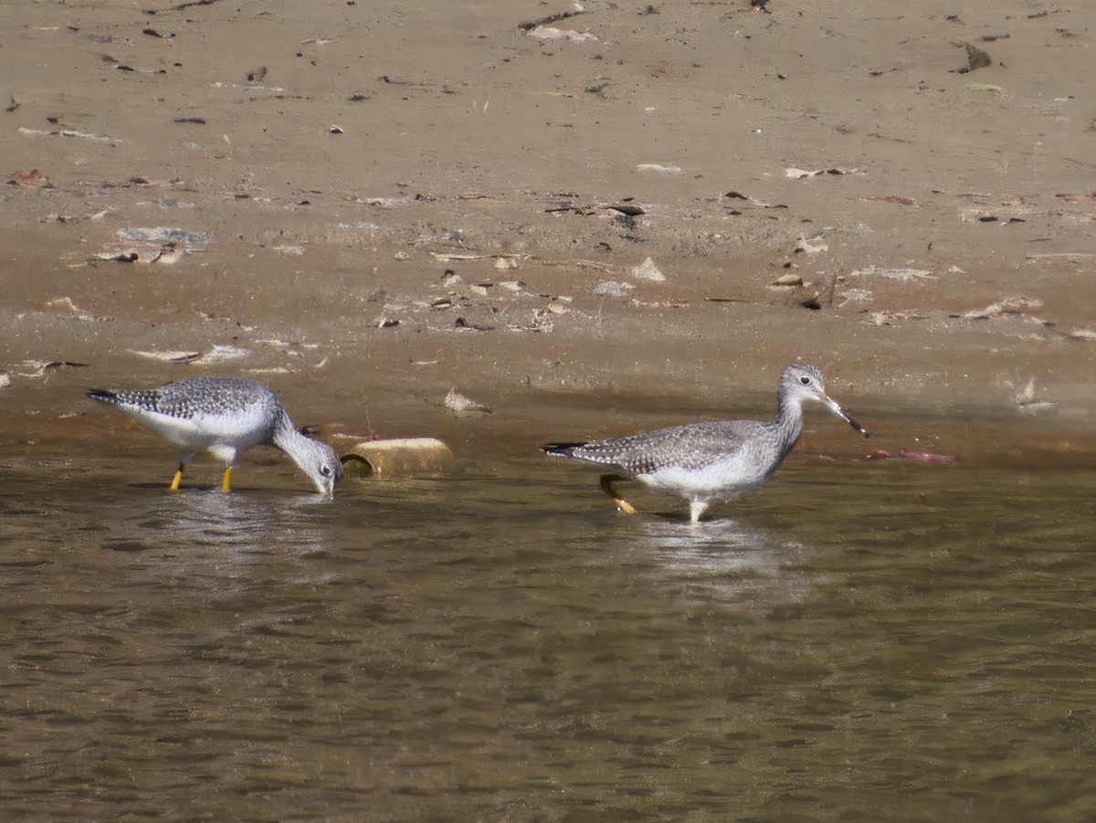 Greater Yellowlegs - ML644664726