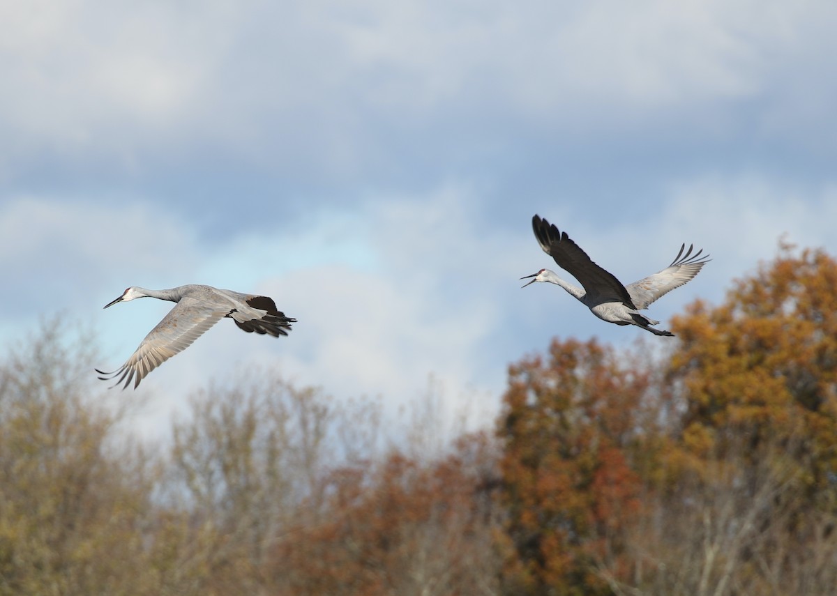 Sandhill Crane - ML644664727