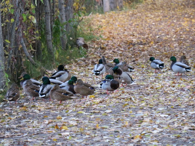 Mallard - ML644664728