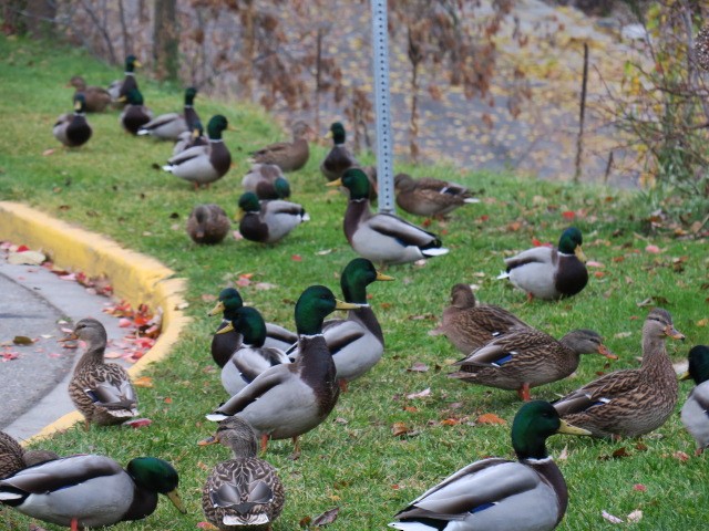 Mallard - ML644664729