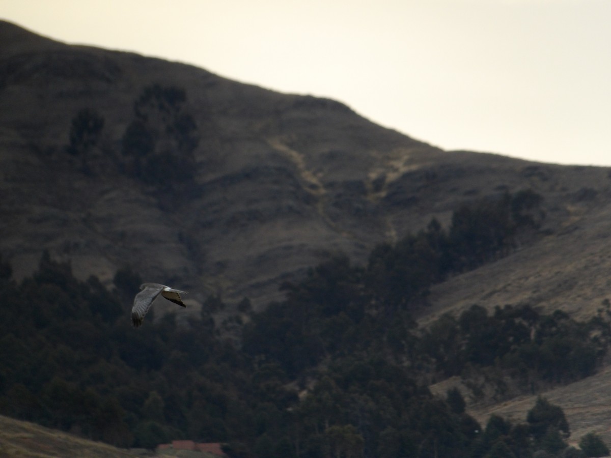 アンデスチュウヒ - ML644664730